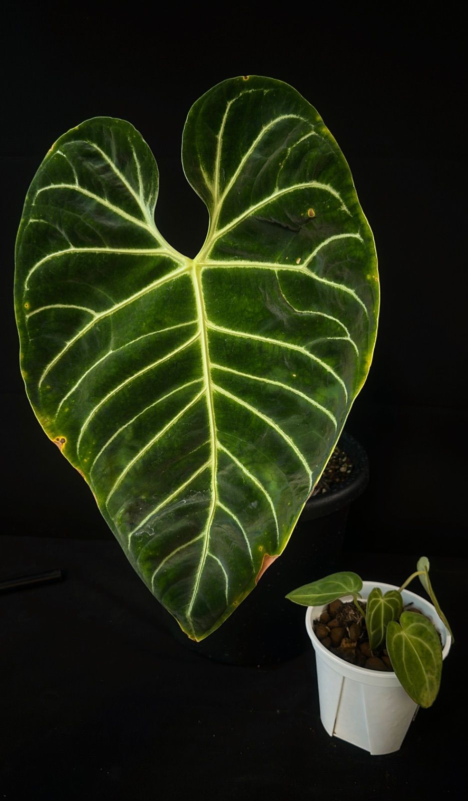 アンスリウム レガレ 実生苗」Anthurium regale 'Stripes アンスリウム レガレ 実生苗」Anthurium regale 'Stripes