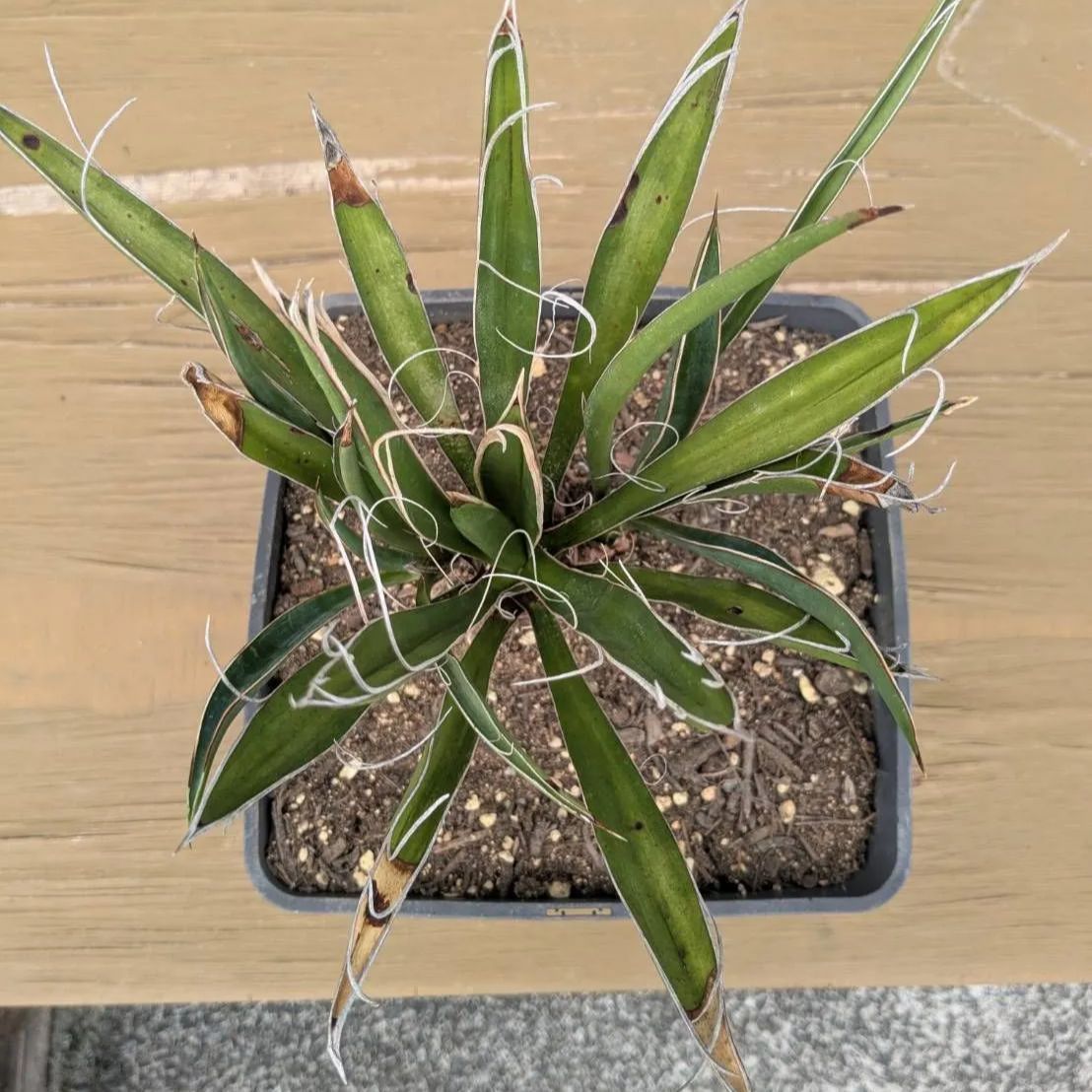 子株付き】 【鉢ごと発送】 8号鉢：ユッカ カルネロサーナ Yucca