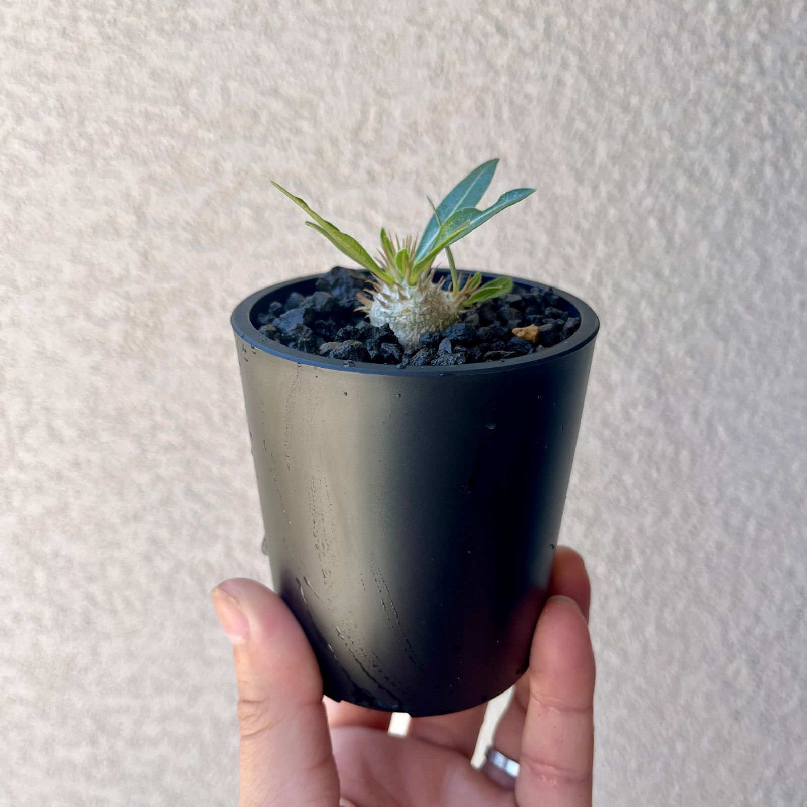 パキポディウム・ブレビカリックス 実生株3年目｜Pachypodium