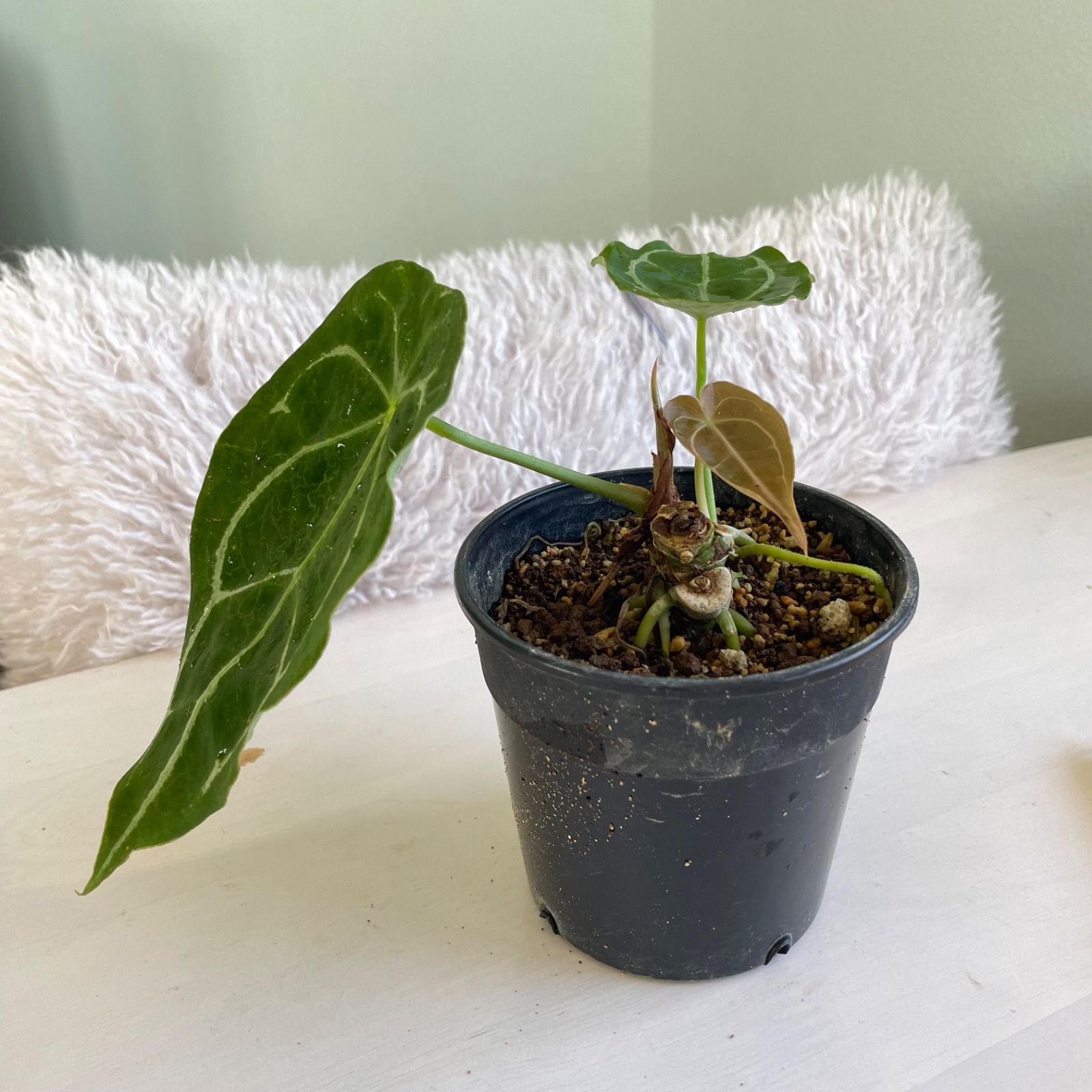 希少】 アンスリウム フォルゲッティ Anthurium forgetii - メルカリ