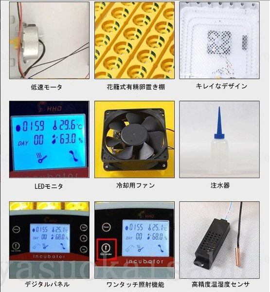 鳥類 子供教育用