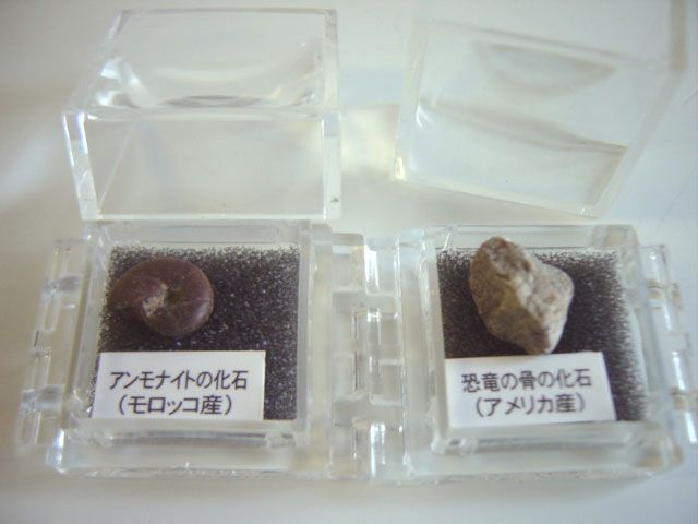 定番のお歳暮&冬ギフトの商品をすべ ♯Gzi10Fe好奇心倶楽部化石・鉱物標本図鑑2全12種 ガシャポン その他