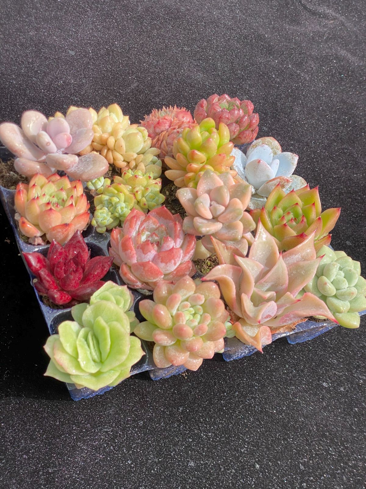 多肉植物　韓国苗　ビアント　発根済み E-TANIKU