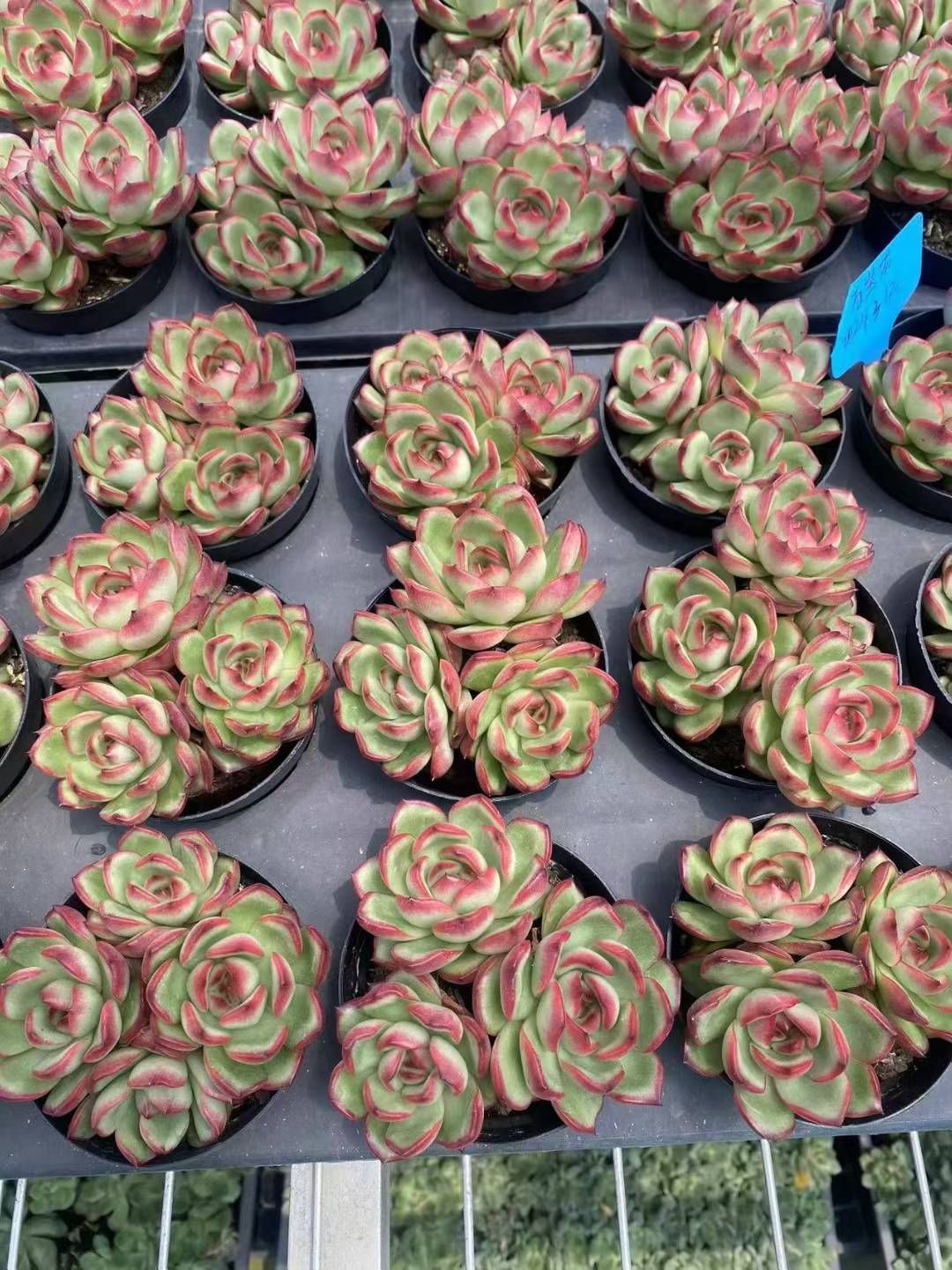 エフエフスイング 全7種 ファイナルファンタジーⅨ バンダイ