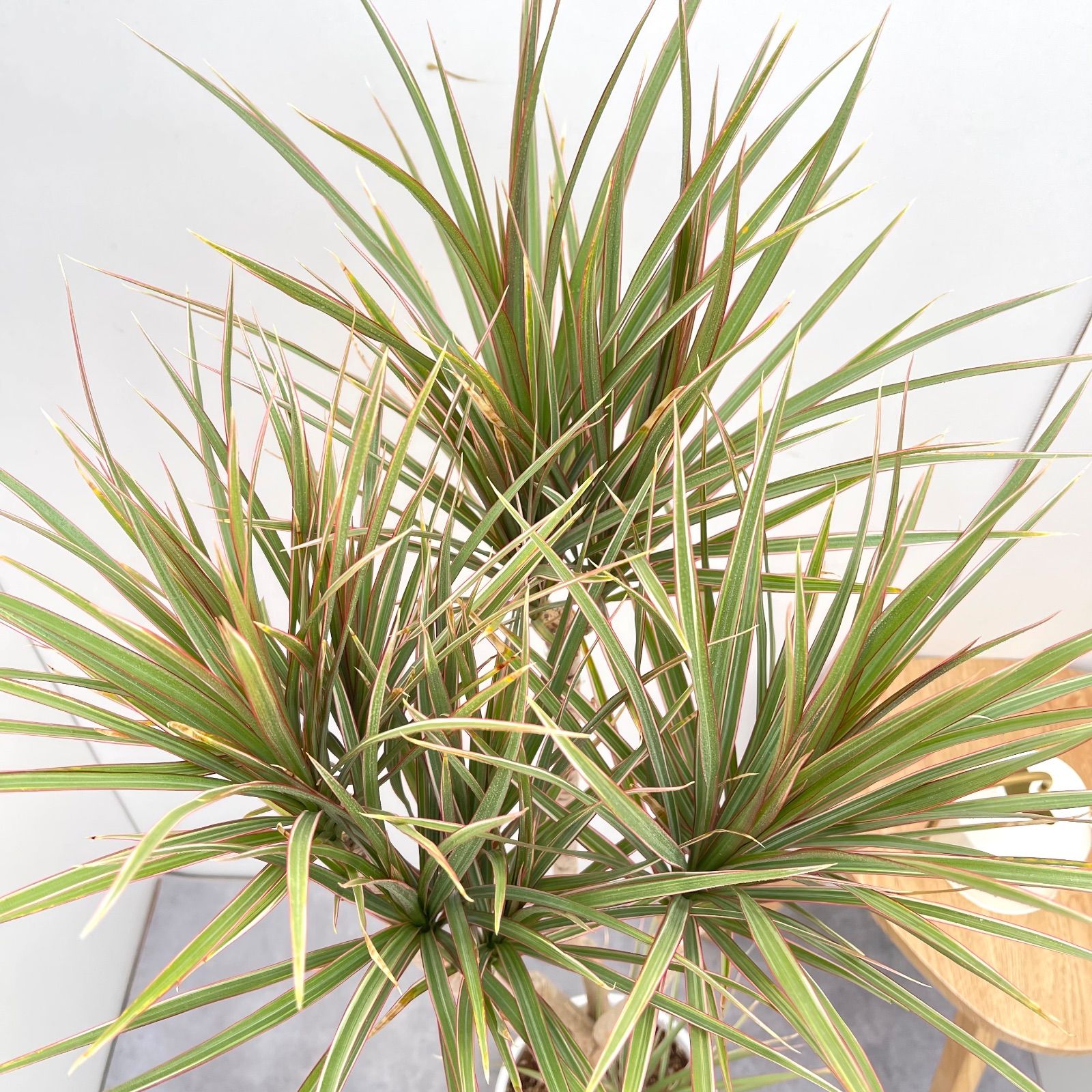 ［現品］3番　ドラセナ　コンシンネ　龍　曲がり　8号　観葉植物　大型　室内 現品］3番 ドラセナ コンシンネ 龍 曲がり 8号 観葉植物 大型 室内