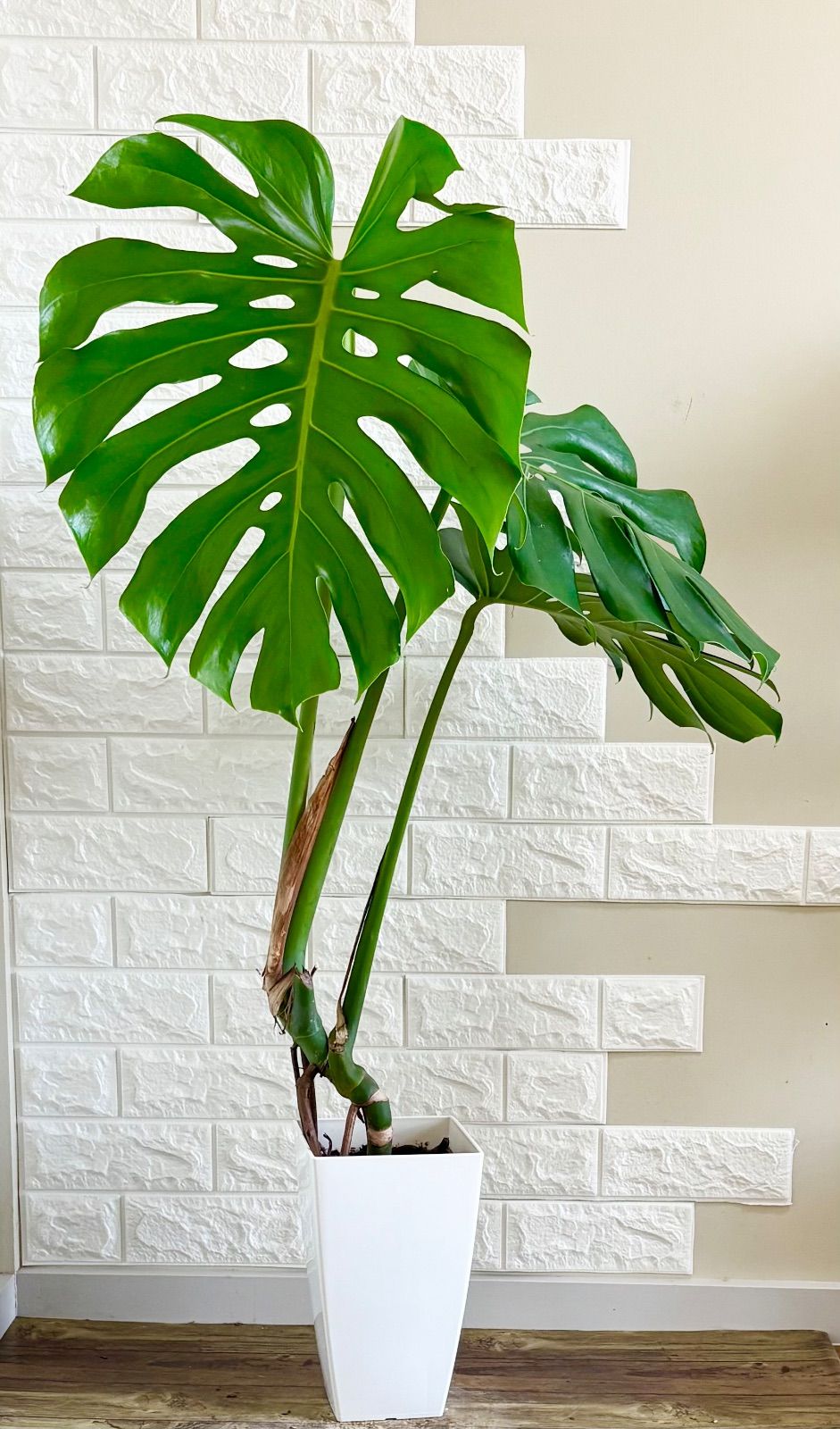 モンステラ⭐️幹上がり