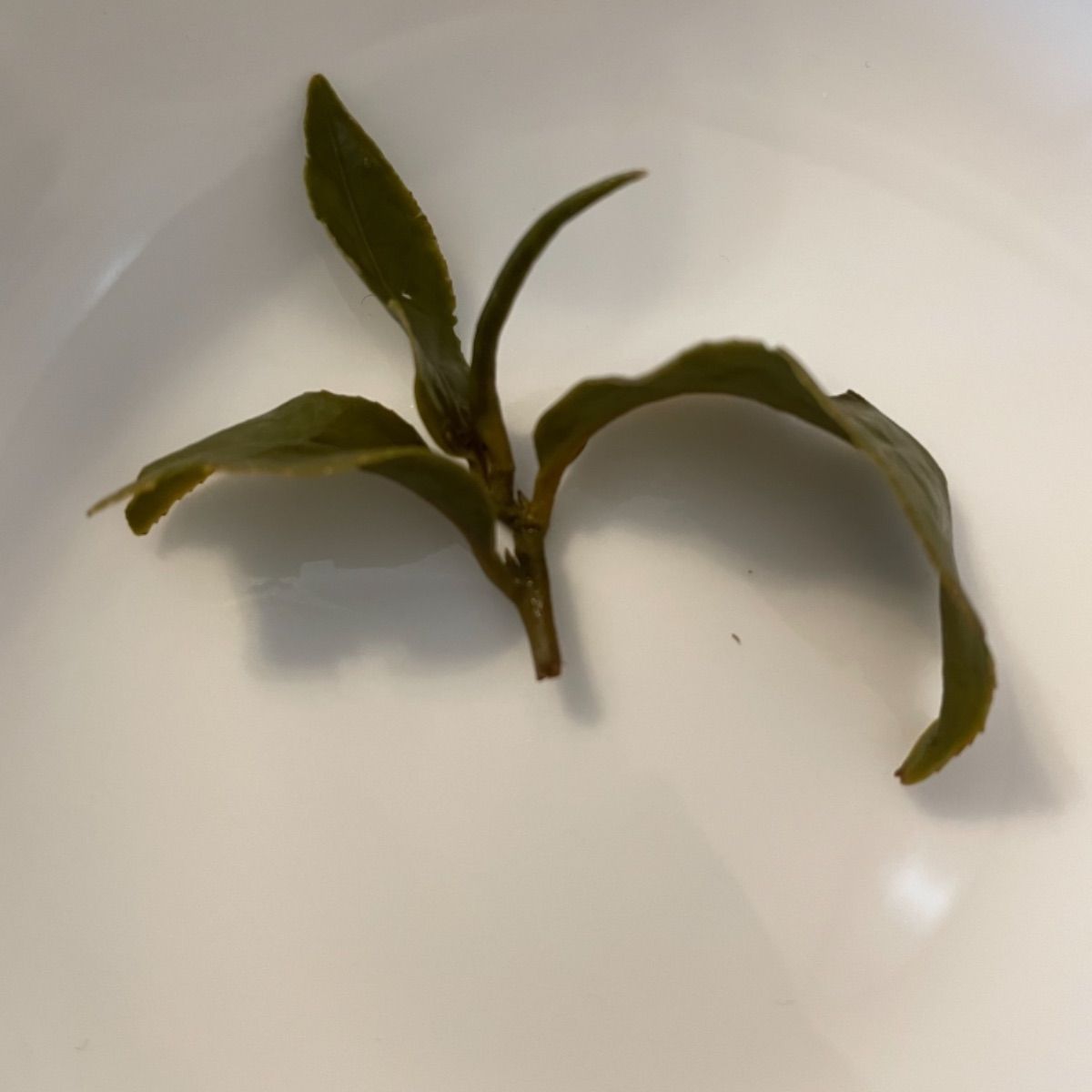 台湾好茶】 100%台湾産 極上 奇莱山高冷茶 新品 高級高冷茶 高山