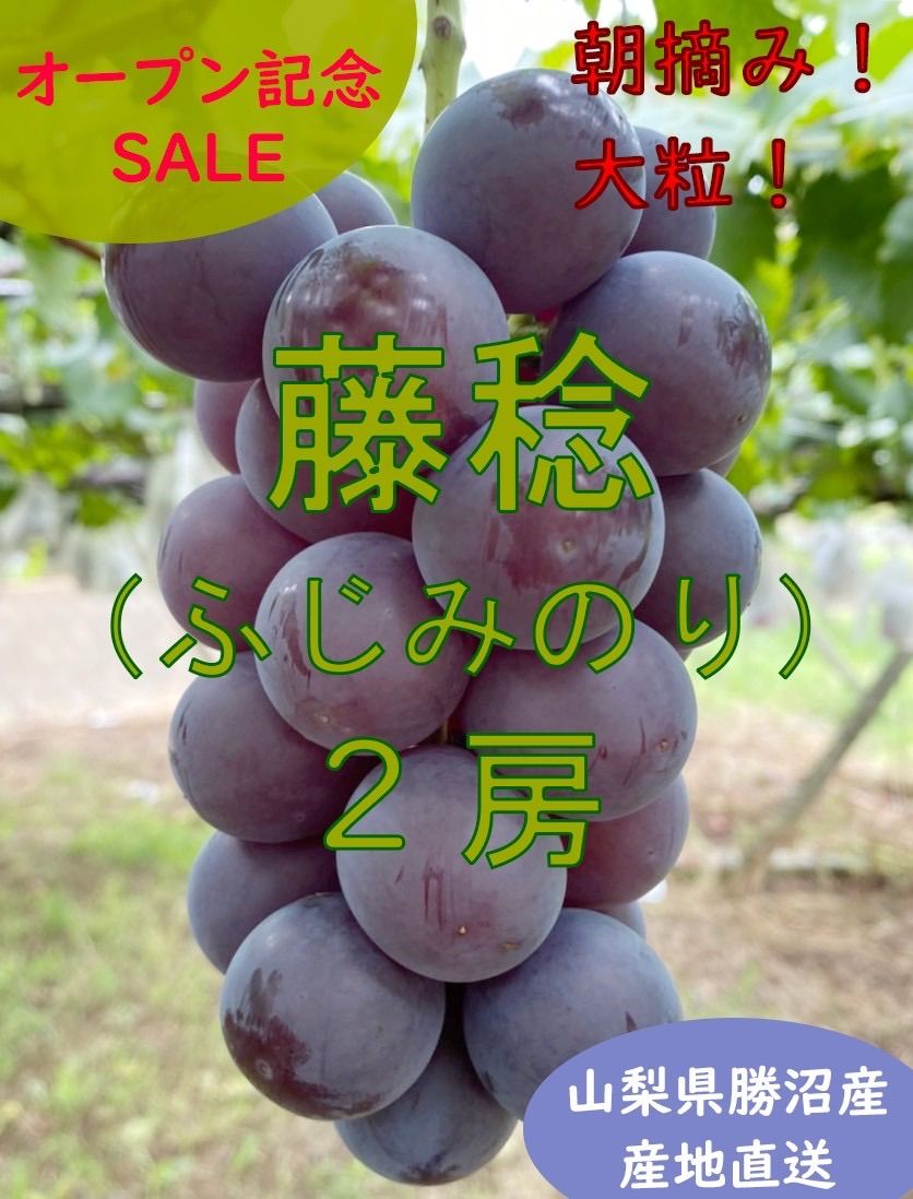 山梨県勝沼産 大粒ぶどう 種無し藤稔（ふじみのり）A級品1キロ（2房） 山梨県勝沼産 大粒ぶどう 種無し藤稔（ふじみのり）A級品1