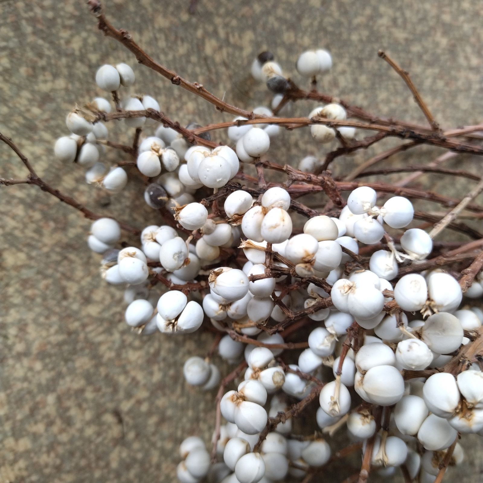 ナンキンハゼ。ナンキンハゼの実。13本。ドライフラワー。スワッグ