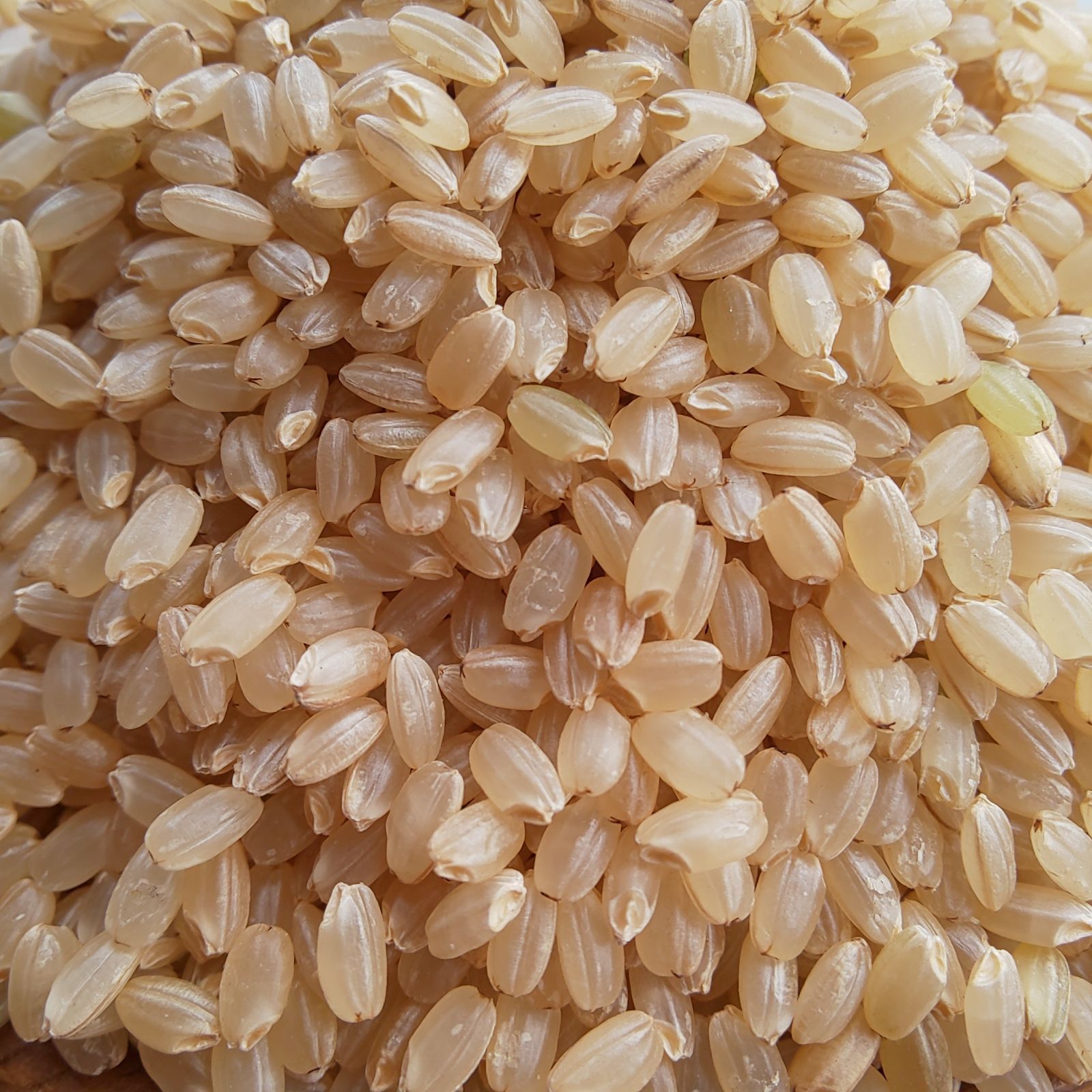 農薬不使用  有機肥料栽培  自然農法  無農薬  兵庫県産  ヒノヒカリ 玄米-1