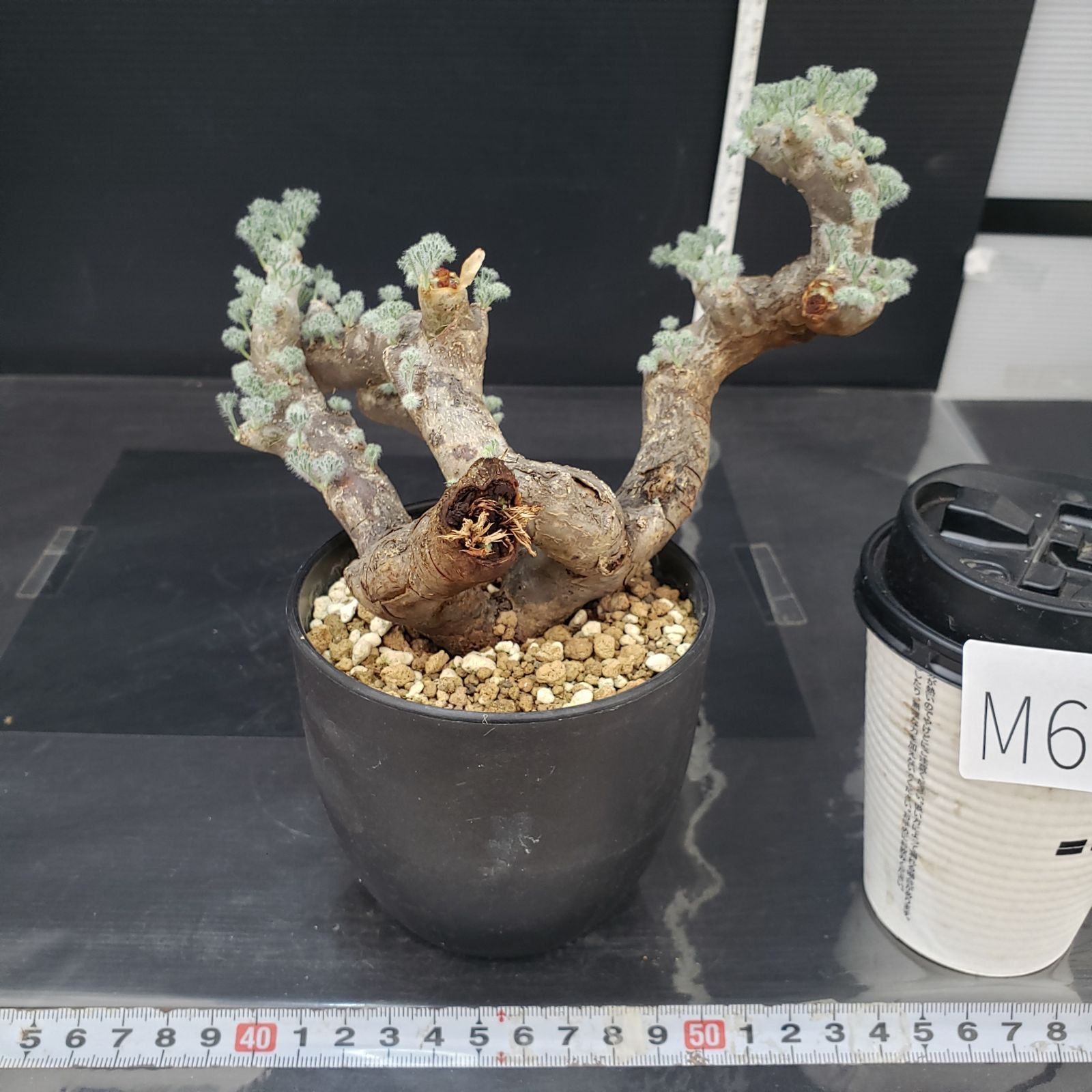 M645【自社養生株】モンソニア ムルチフィダ（現地球・発根株