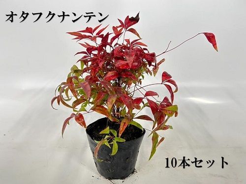 【10本セット】オタフクナンテン樹高0.2m前後12cmポット