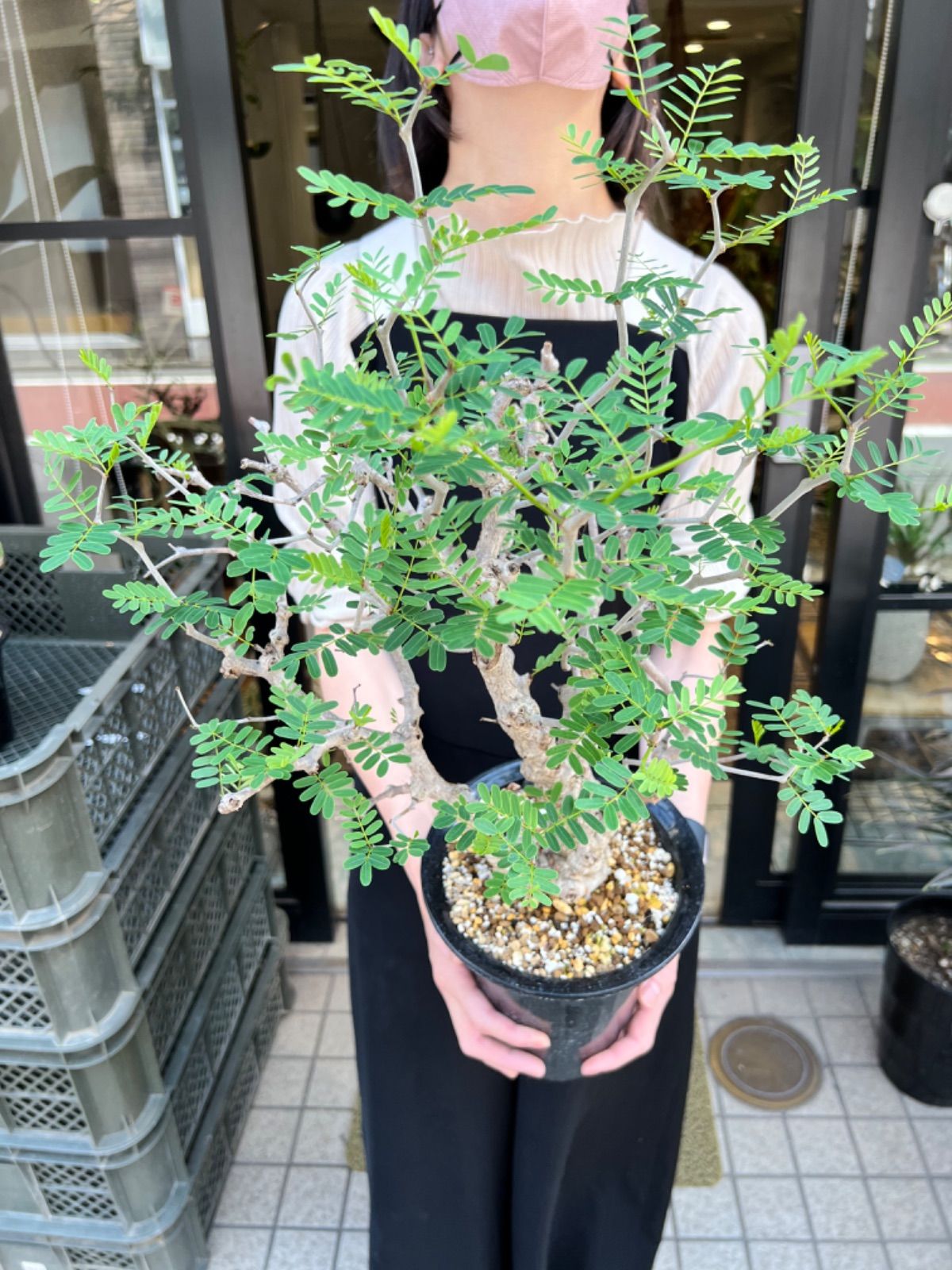 大株】センナメリディオナリス 現地球 発根済 - メルカリ