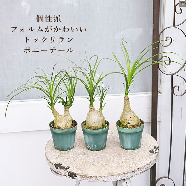 現品販売 観葉植物 ポニーテール トックリラン ノリナ 2.5号 個性的