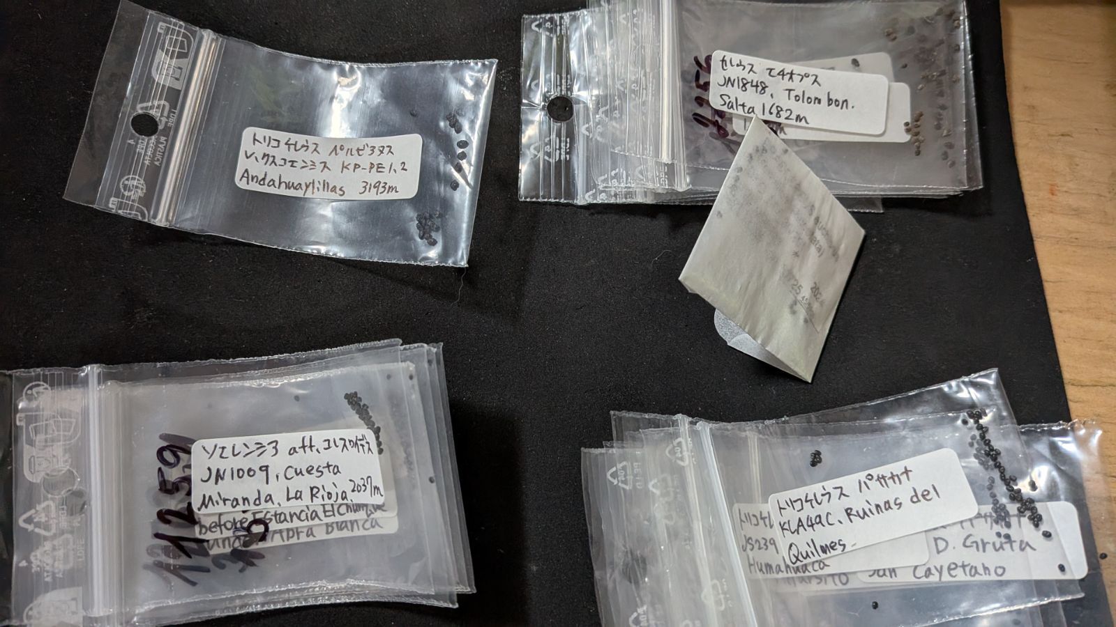 サボテン種子セット