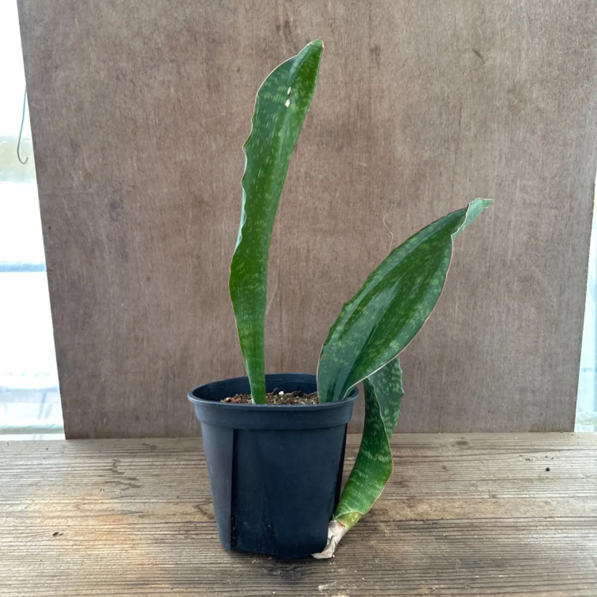 サンセベリア マラウィ② 現品 Sansevieria malawl 観葉植物 観葉 植物