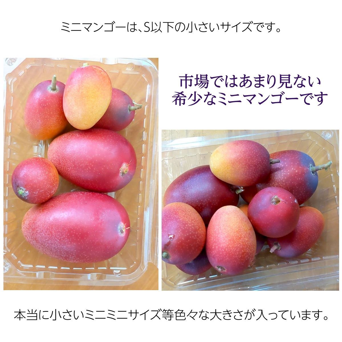 マンゴー 【まるのわマンゴー】 完熟 小さい ミニマンゴー 1kg