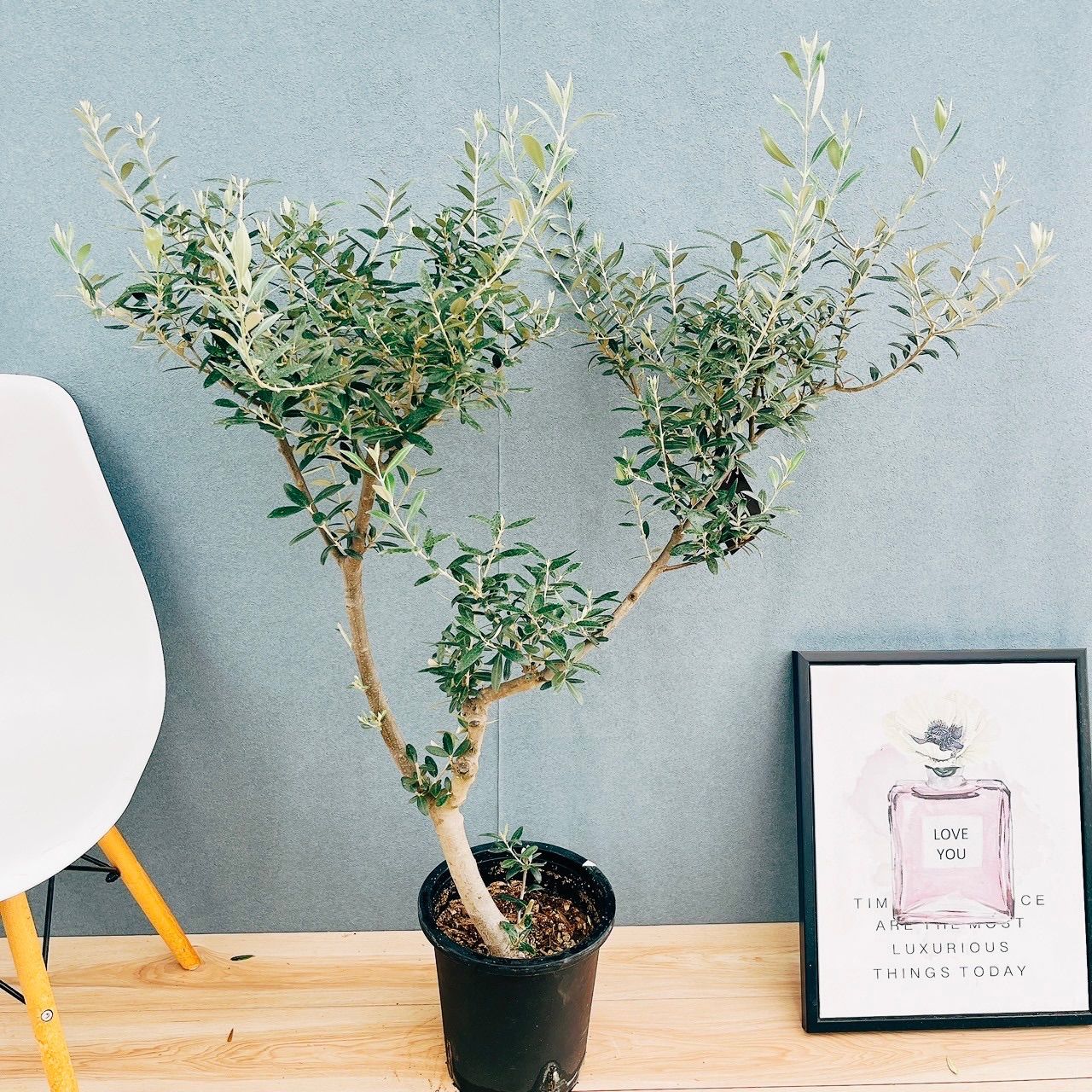 ［現品］【希少】☆数量限定☆ 1番　創樹　オリーブ　セントキャサリン　8号　屋外 現品］【希少】61番 創樹 オリーブ セントキャサリン 8号