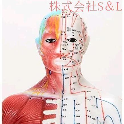 経穴模型 経絡人形