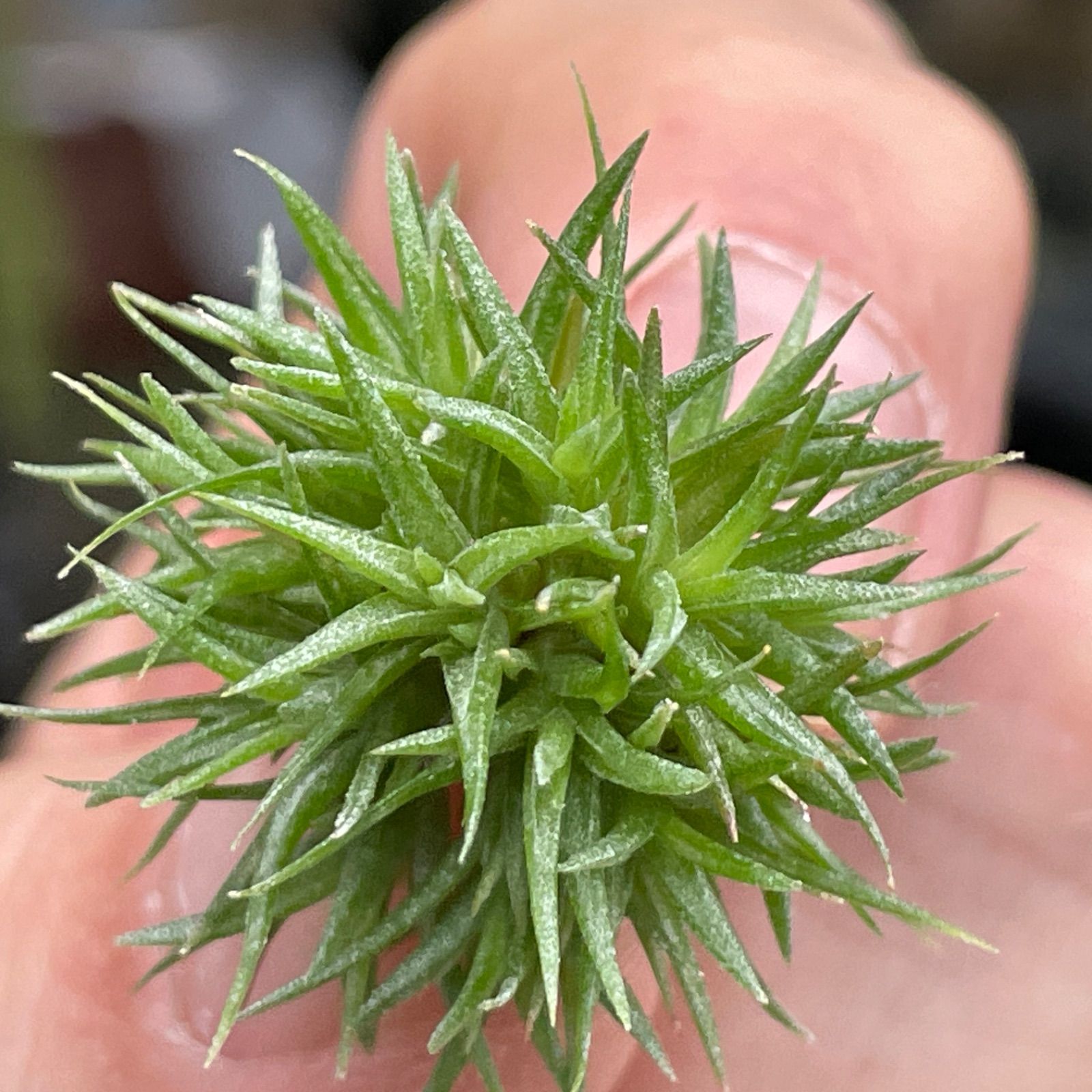 φ3×2密]チランジア アエラントス テディベア Tillandsia