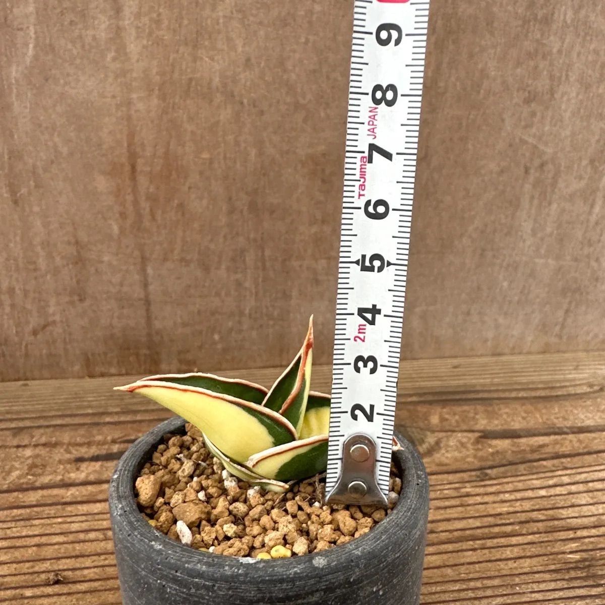 サンセベリア ロリダ 斑入り Sansevieria rorida variegated キング