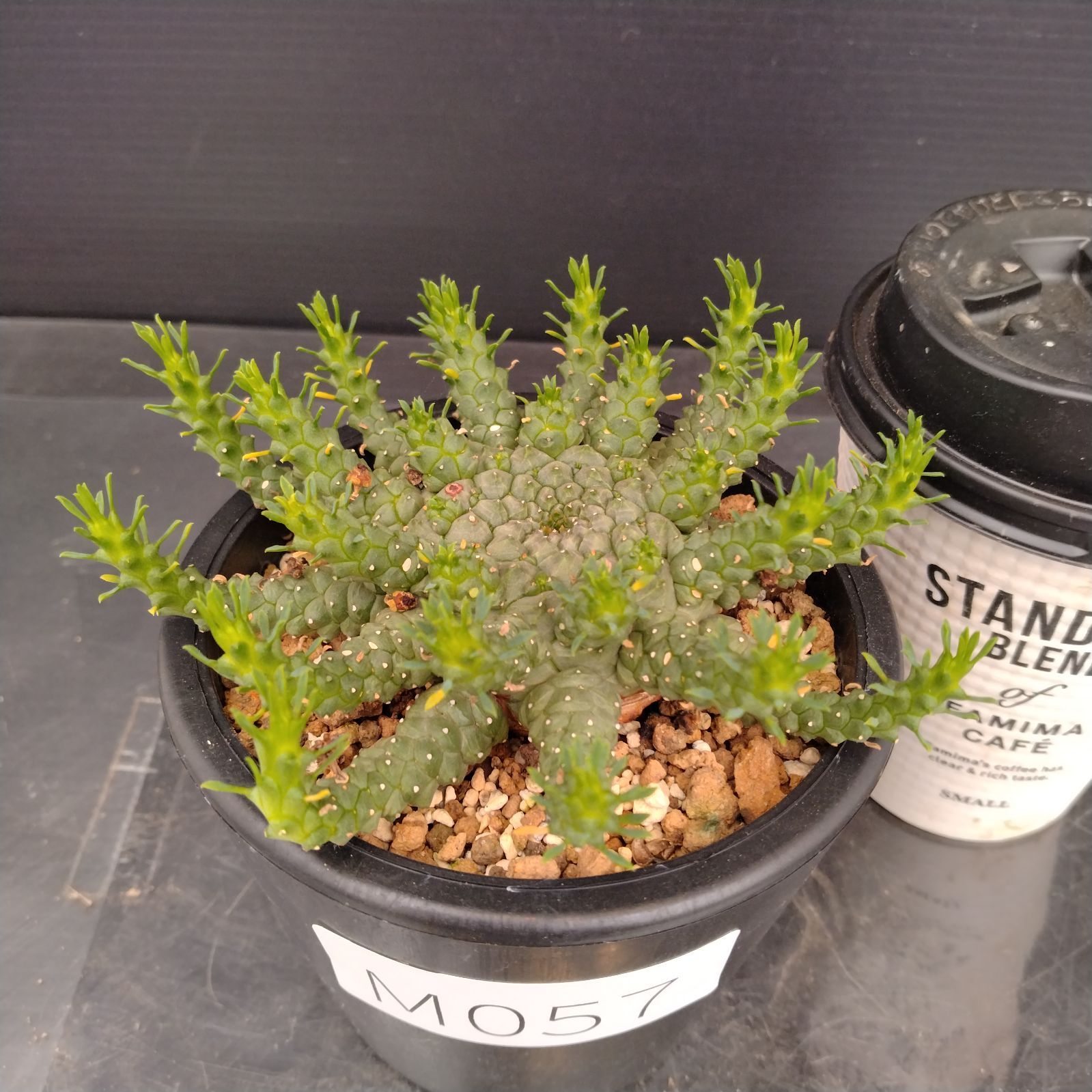 コピアポア カルデラナ 実生 大株 鉢植えメルカリ便発送( •ω- )☆ M528【自社養生株】コピアポア コルムナアルバ（発根株・鉢植え