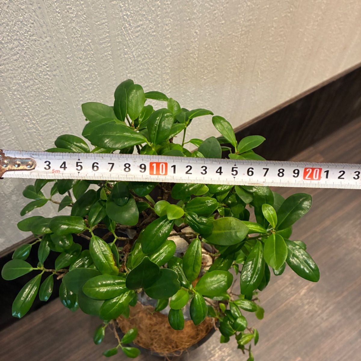 ガジュマル曲がり 昇り龍みたいな縁起が良さげな仕立て