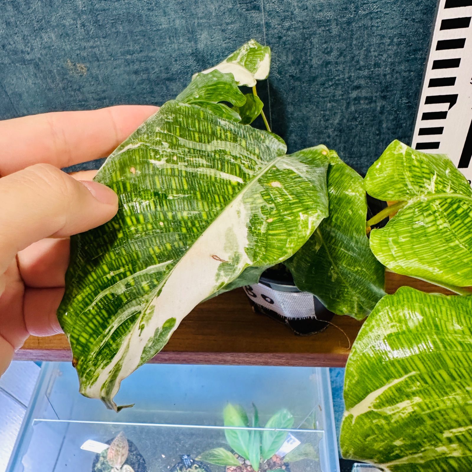 B01】カラテア ムサイカ 斑入り - メルカリ