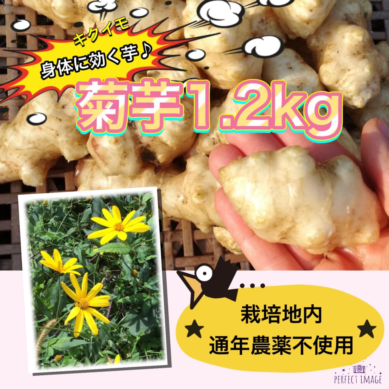 家庭栽培 菊芋 約1㎏ - 野菜