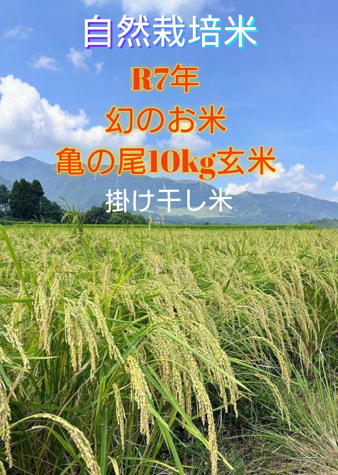 令和7年 自然栽培米 掛け干し亀の尾10kg玄米