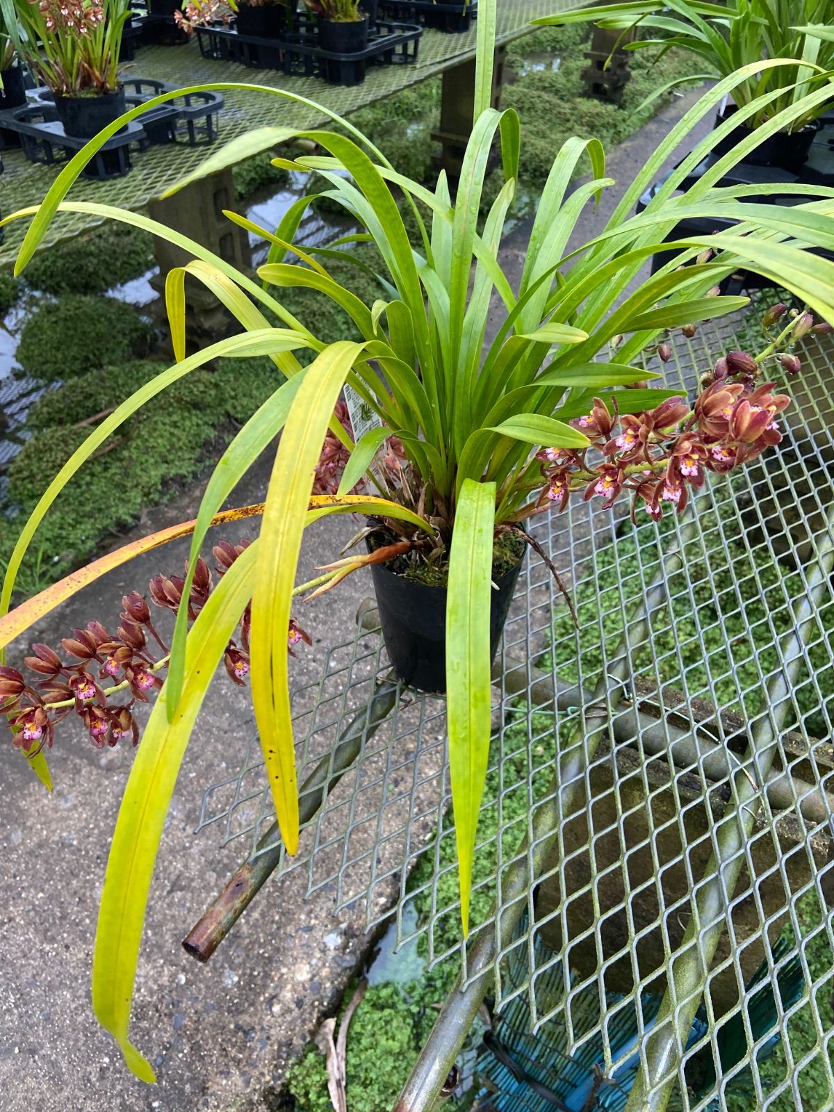 eelハンター様