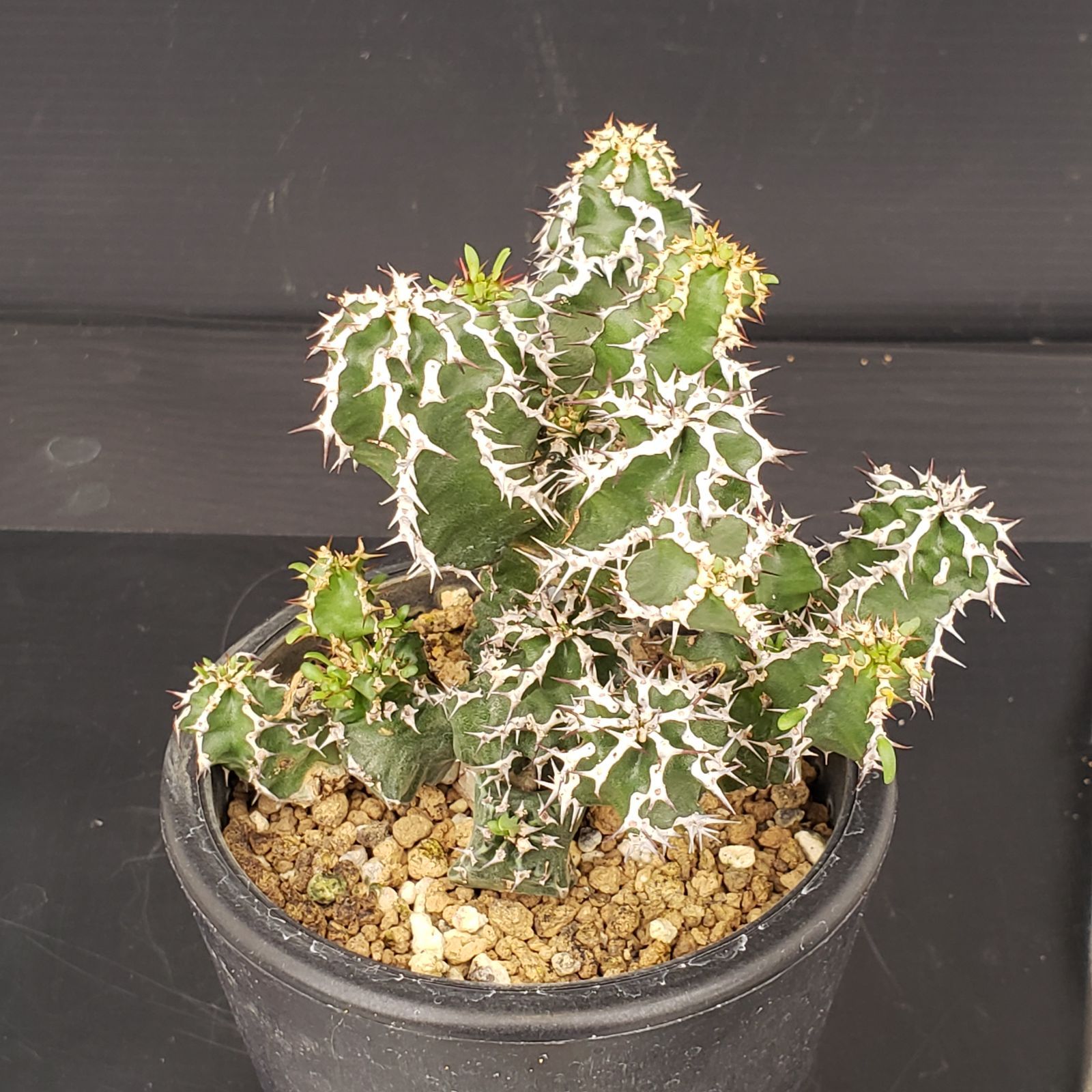 サンスベリア ピングイキュラ 斑入り サンセベリア サンセベリア