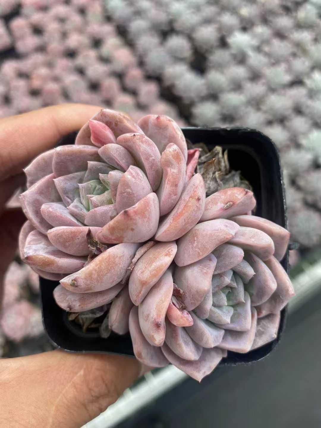 多肉植物　値下げ　紅頬美人錦　抜き苗 543現物 多肉植物 女雛錦 抜き苗 | るる農園~多肉植物専門