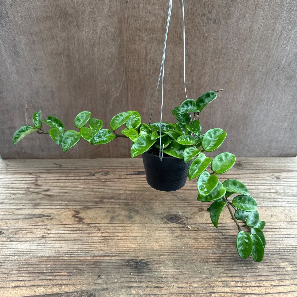 セール　レア　珍種　ホヤ　Hoya chloroleucha サクララン サンプル】ホヤ カルノーサ クリンクル エイト Hoya carnosa