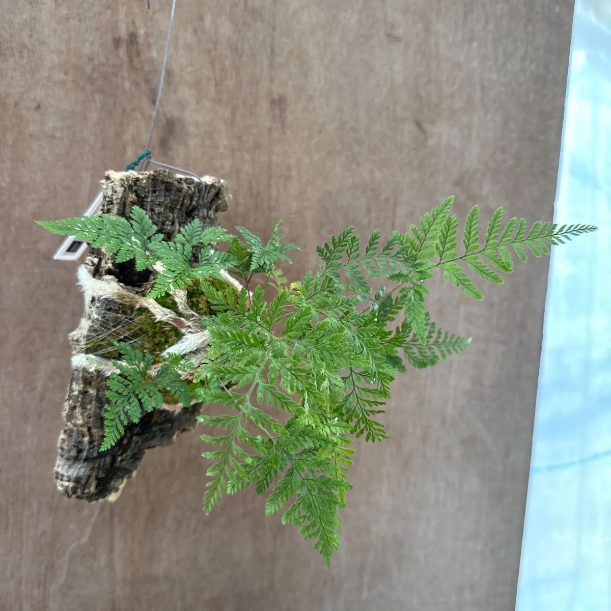 トキワシノブ ⑦コルク付け Humata tyermannii Bear's foot fern 羊歯
