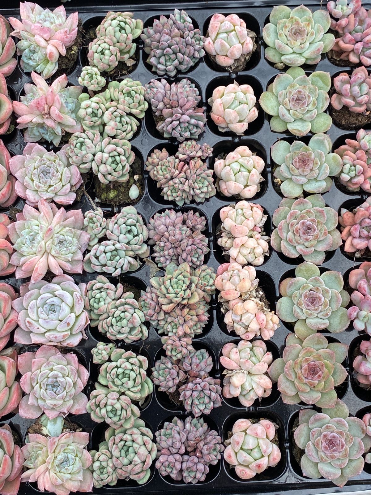 15種類セット E566-11×105苗 詰め合わせ 多肉植物 エケベリア 韓国苗 