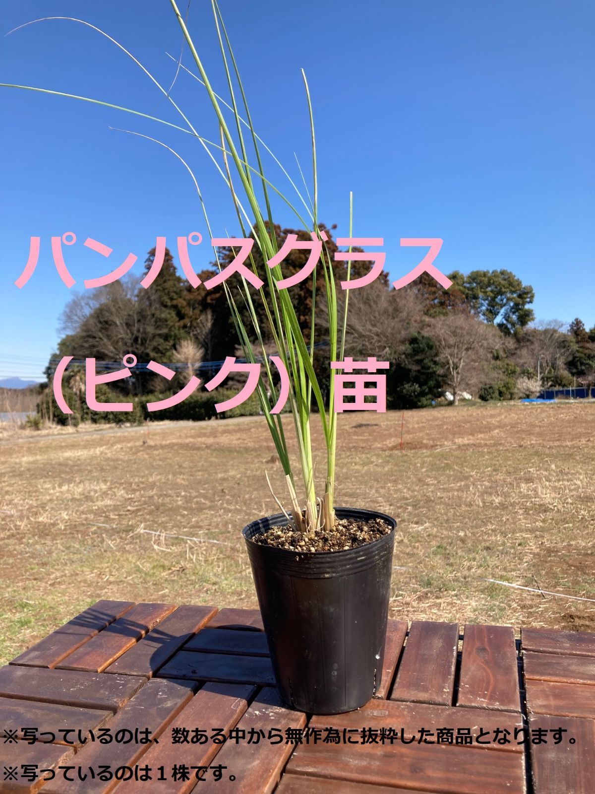 パンパスグラス大株切り離し苗 特大 - 植物/観葉植物