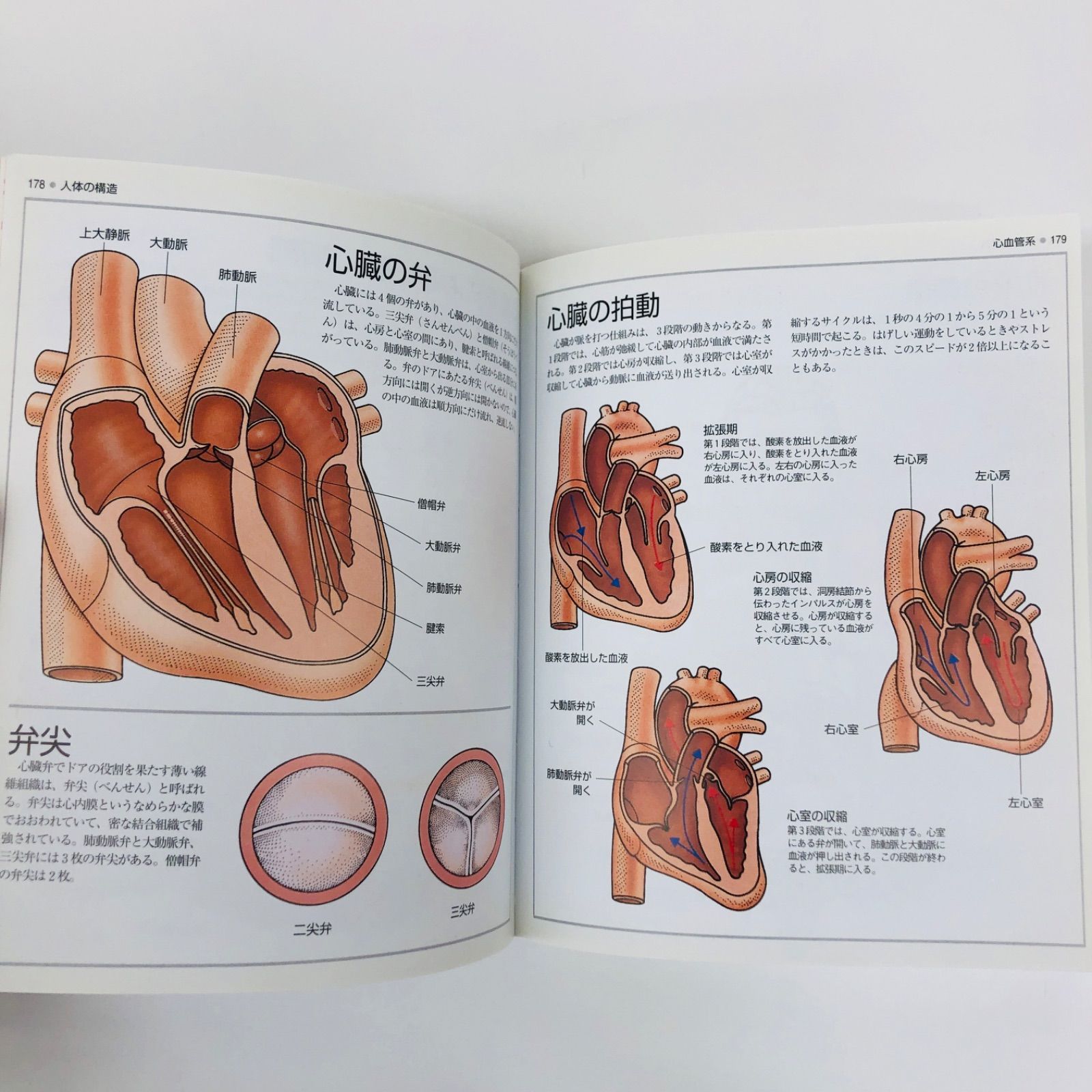 ヒューマンボディ : からだの不思議がわかる解剖生理学 ヒューマンボディ からだの不思議がわかる解剖生理学 - メルカリ
