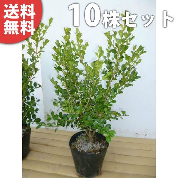 苗/苗木 【10本セット】 ボックスウッド 樹高0.3m前後 15cmポット 優良品 苗木 植木 苗 庭木 生け垣 kc 10本 10 - メルカリ