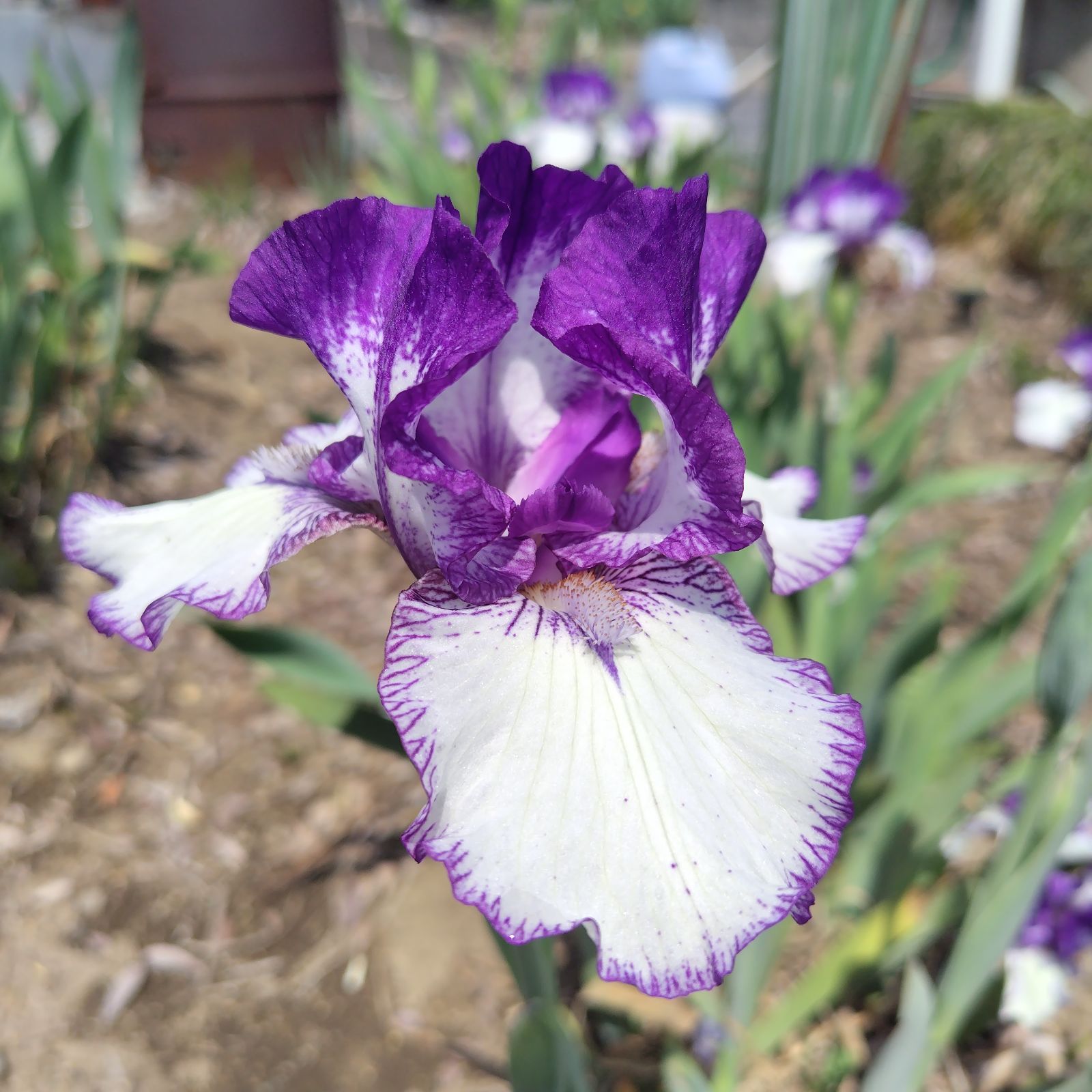 まさるジャーマンアイリス ジャーマンアイリスとは｜育て方がわかる植物図鑑｜みんなの趣味