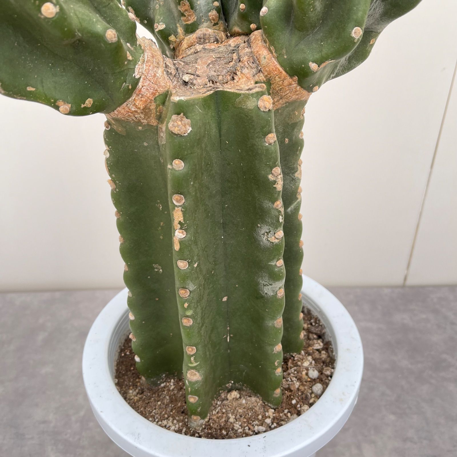 柱サボテン ブランチ 3【現品】観葉植物 室内 ドライガーデン