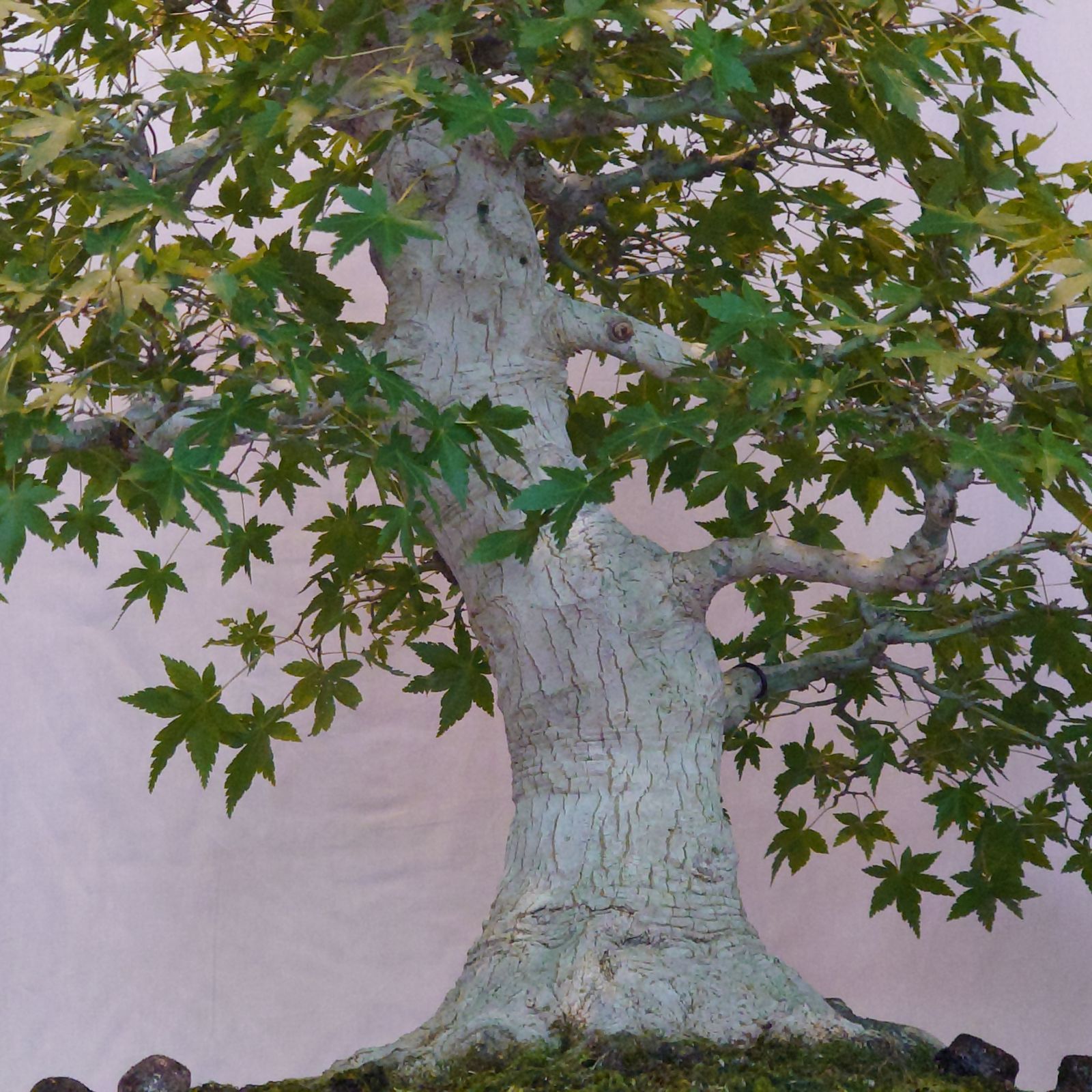 【大品 山採 杜松盆栽】真柏　　　⭕値下げ依頼承諾交渉中❗ Yahoo!オークション - 《杜松》山採り 杜松 盆栽 杜松盆栽 / 真柏 黒松