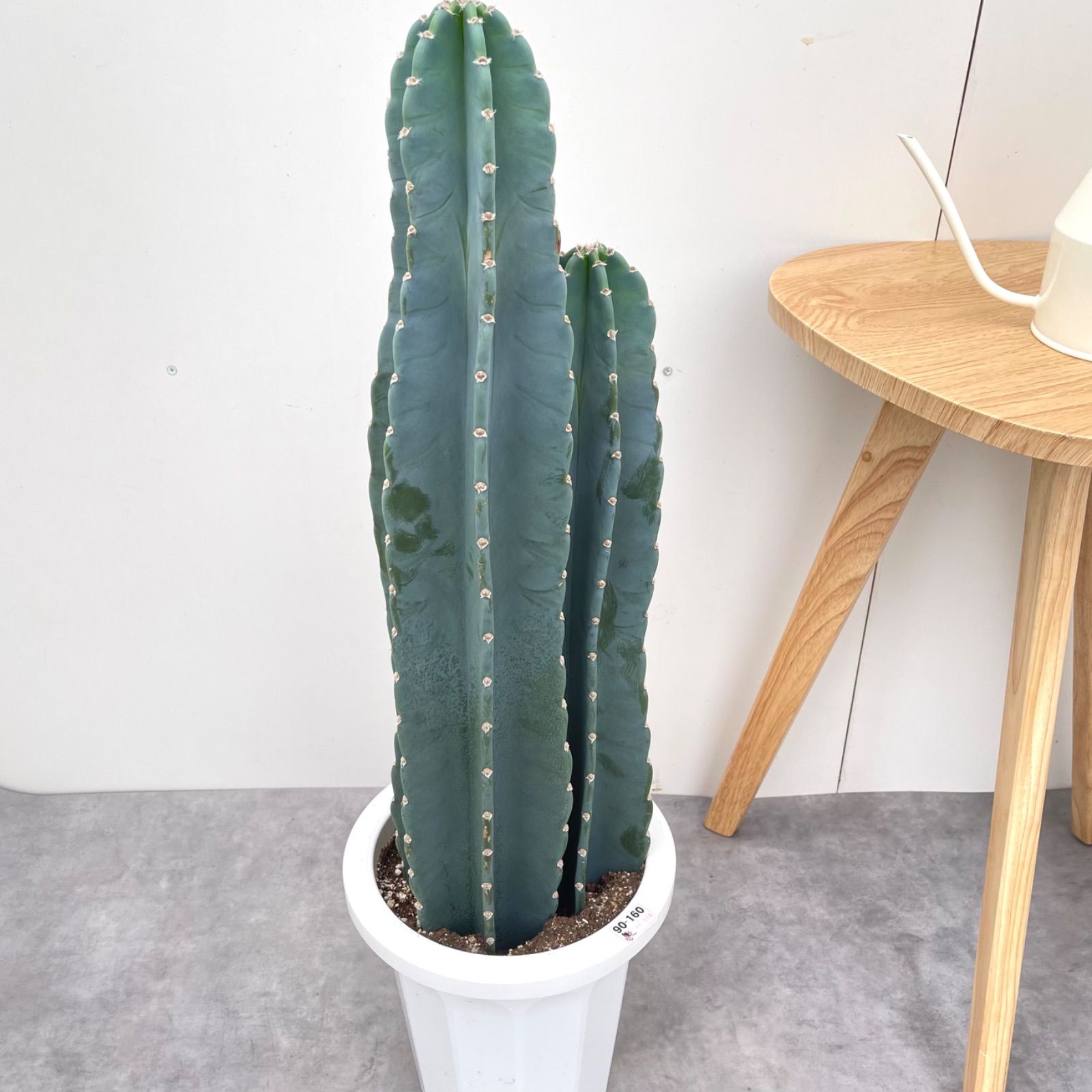 柱サボテン 3本立て 3【現品】観葉植物 ドライガーデン 大型