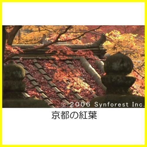 シンフォレストDVD 紅葉 名所絶景を訪ねて/映像遺産・ジャパン