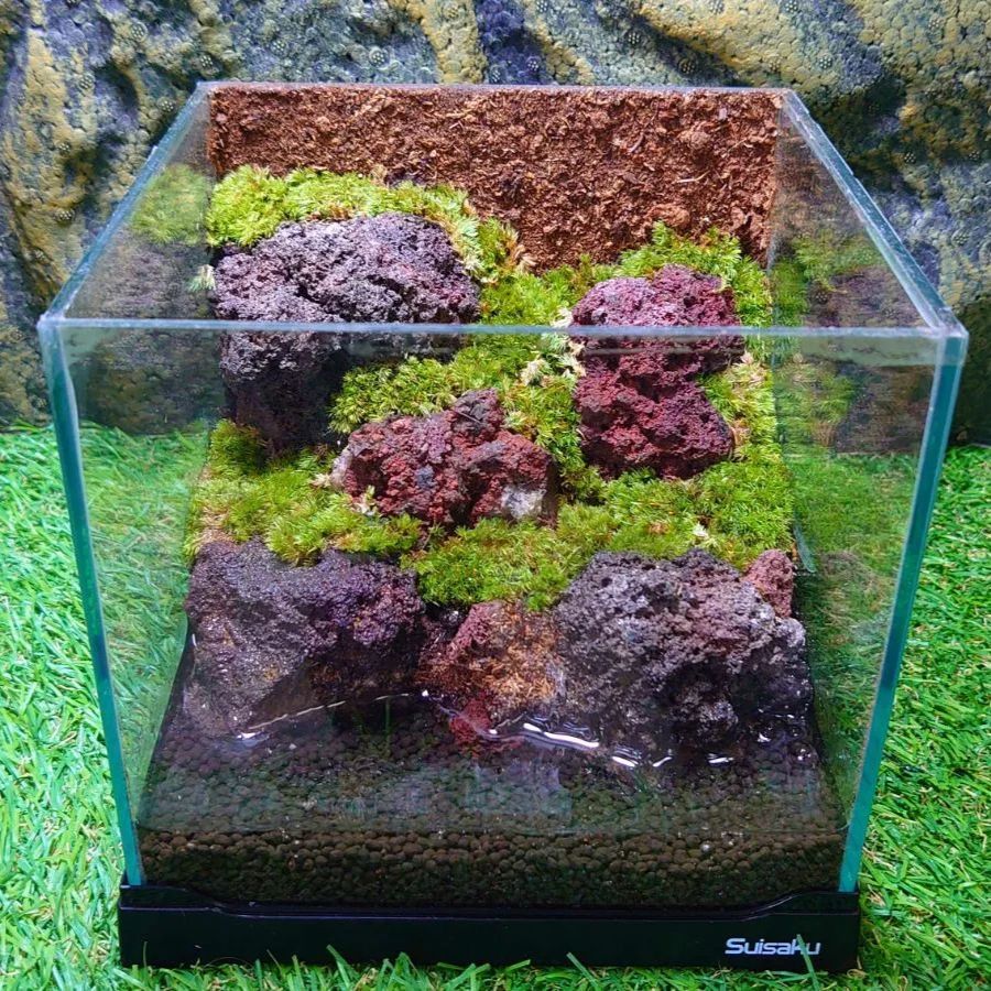 水場のある苔テラリウム 【No.3】【溶岩石】 コケリウム