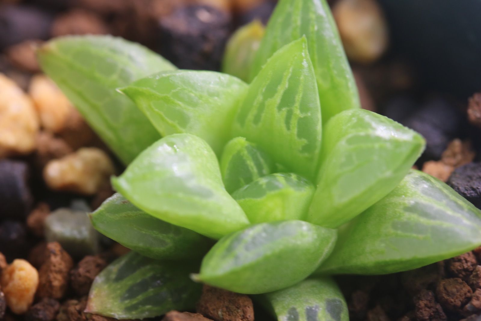 多肉植物 ハオルチア 花鏡錦 斑なし - メルカリ