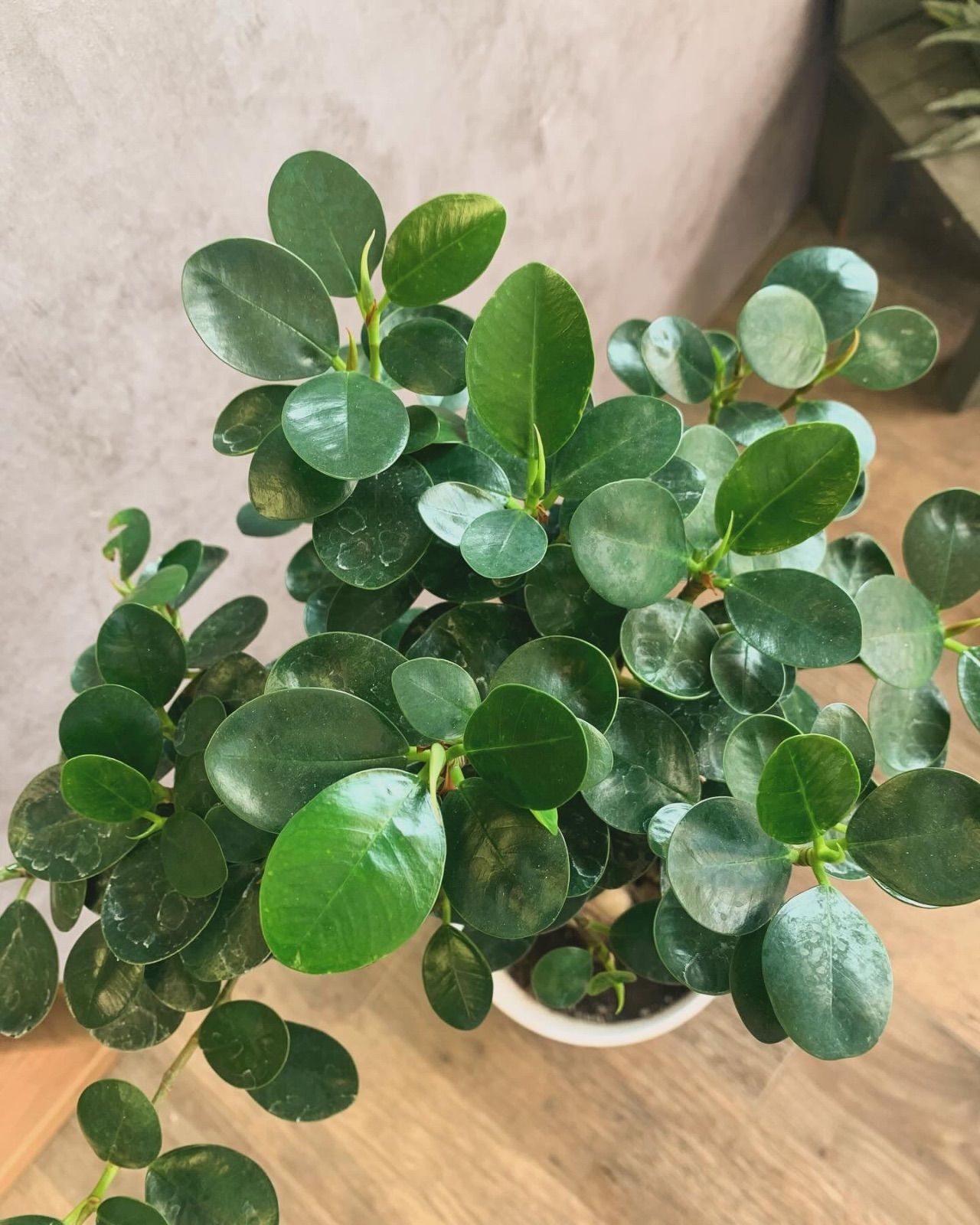 パンダガジュマル　コパンダ接木　７号サイズ パンダガジュマル コパンダ接木 楽天市場】観葉植物 希少種