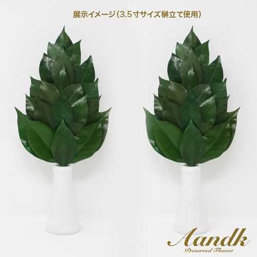 A-K プレミアム榊 丹波産 椿葉使用 Mサイズ ボリュームタイプ 一対 SKK-007PL USTAUSTRALIA_COM_AU