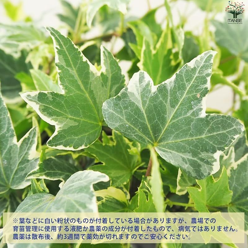 helix ウコギ科ヘデラ属