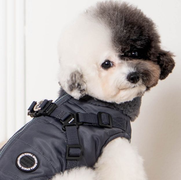 犬